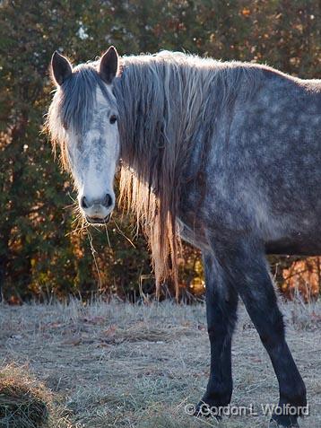 Backlit Horse_10810.jpg - Photographed near Carleton Place, Ontario, Canada.